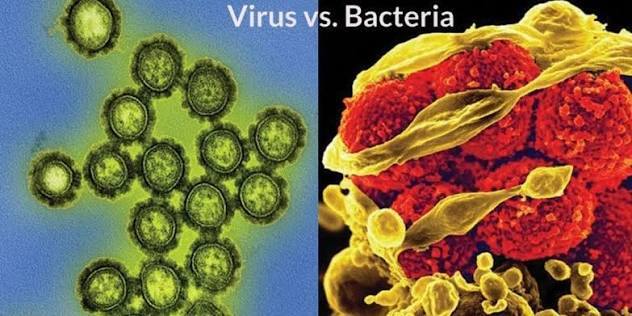 Perbedaan Virus dan Bakteri serta Dampaknya